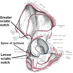 Image from Wikimedia Commons Sciatic_notches