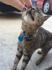 Danny looked like a frail kitten, even though he was an adult cat.