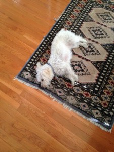 my dog after a hard day's work
