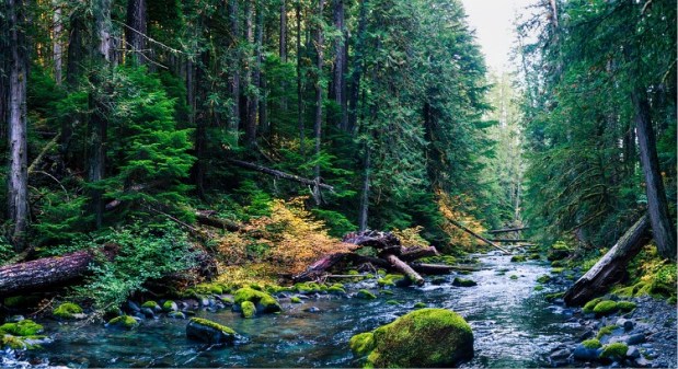 Wild Nature & My Attraction to its Lack of&nbsp;Control