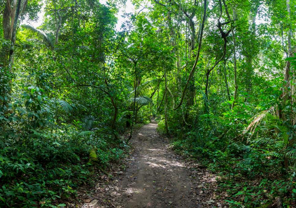 jungle