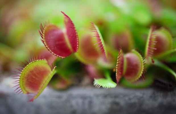 Honey-coated Flytrap