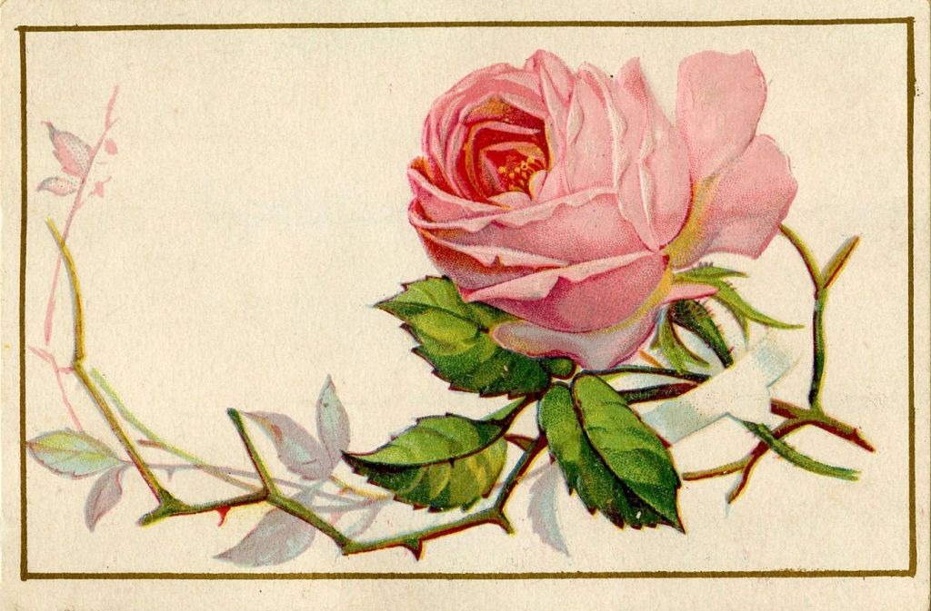 An old timey illustration of a pink rose with thorns.